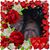 Susan Russo's profile image