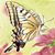 Jodi Sones's profile image