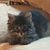 Debbie Hartung's profile image