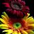 Donata Zappulla's profile image