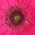 Carol Miller's profile image
