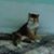 Monica Woodward's profile image