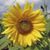 Rosette Keller's profile image