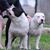 Keith Hogglinetx Sammon's profile image