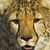 Deirdre Jones's profile image