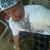 Matthew Cadillac Cassidy's profile image
