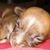 Lottie Fox's profile image