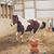 Debbie Meeker's profile image