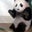 Jody Brandes's profile image