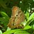 Connie Cardone's profile image