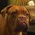 BoAgrius Ducote's profile image