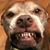 Shane Adams's profile image