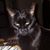 Paula Pendock Martilotta's profile image