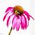 Cindy Costa's profile image