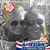 Brenda Rines Cormier's profile image