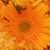 Camille Samuels's profile image