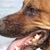 Ross Redbone's profile image