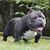 Lauro Mello's profile image
