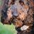 RTilo Trio's profile image