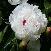 Twyla Hart's profile image