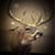 Shelley Hardigree O'Connor's profile image