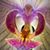 Ana G Chavarria's profile image