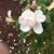 Edith Briggs Williams's profile image