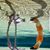Stacey Pennell's profile image