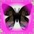 Lisa Anne Kinder Nickerson's profile image