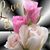 Andrea Byalas's profile image