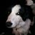 Laura Dillon's profile image