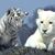 Lynn Wikstrom-Baker's profile image