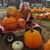 Tammy Amico's profile image
