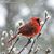 Candace Fadley Koons's profile image