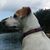 Crowell A Pate's profile image