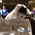 Kit Tripp Hittinger's profile image