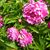 Bonnie Payne Brinkman's profile image