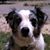 Bo Phillips's profile image