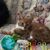 Diana Gass's profile image