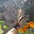 Virginia Robertson's profile image