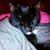 Tux Manacle's profile image