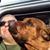 Tom Blyth's profile image