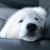 Susan Ray's profile image