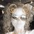 Ashley Ann Burgholzer's profile image