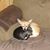 Richard E Knowlton's profile image
