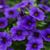 Sharon James's profile image