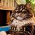 Pixi Waterworth's profile image