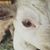 Joel Hawkins's profile image
