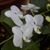 Janis Schoen's profile image