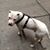 Steven De Los Santos's profile image
